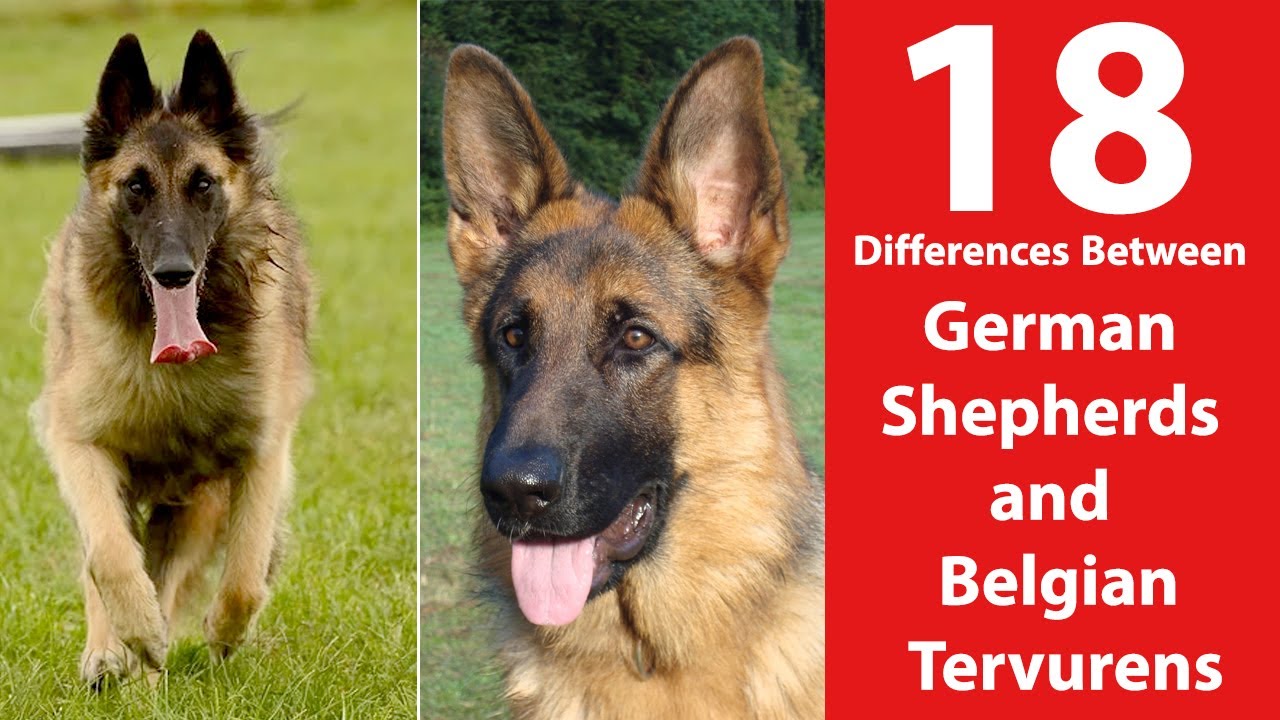 German Shepherd vs Belgian Tervuren: 18 Differences