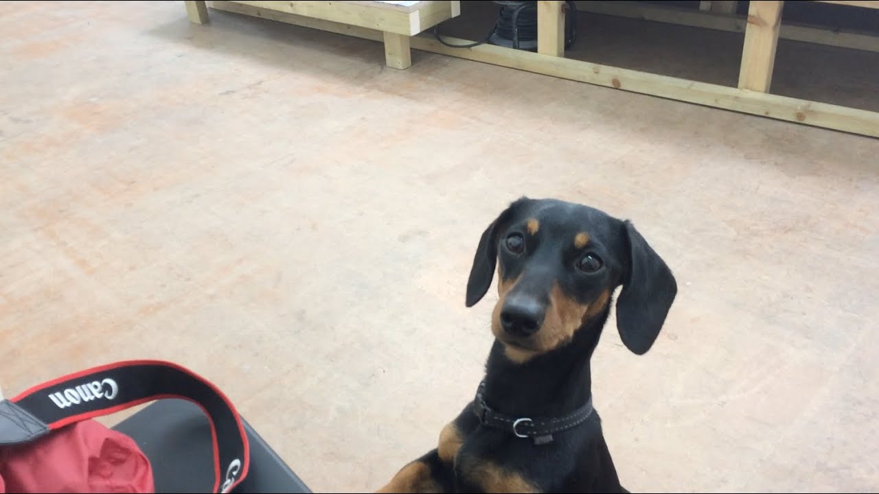 Performance for Olive (Performances for Pets)