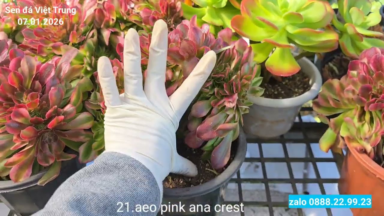 07.01.2026 hạc lam 5cm, aeonium crest to, ngọc trinh giống mới, đế đỏ, hồngmậpvar...