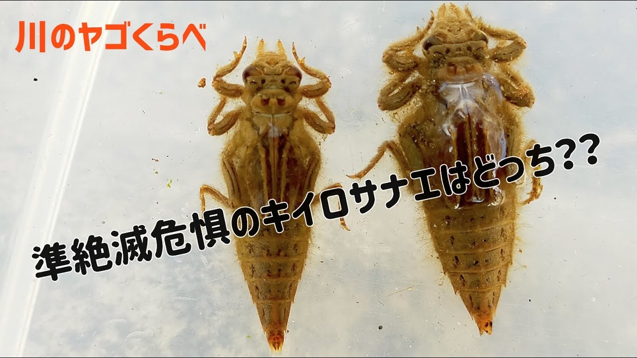 【採集と見分け方】大型トンボ、キイロサナエとヤマサナエの幼虫を探して！比べてみた！2 Species Dragonfly Nymphs Catch & Observe at streams!!
