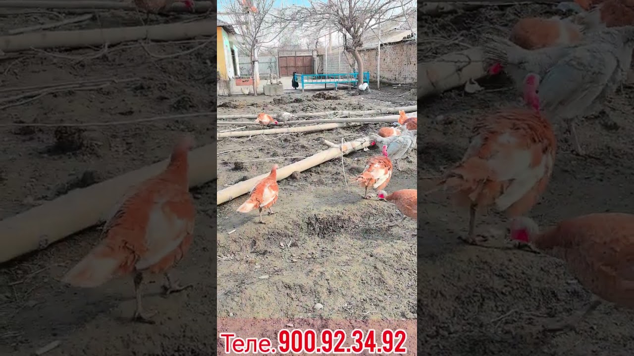 Товус ва хиндук дар фуруш теле.900.92.34.92