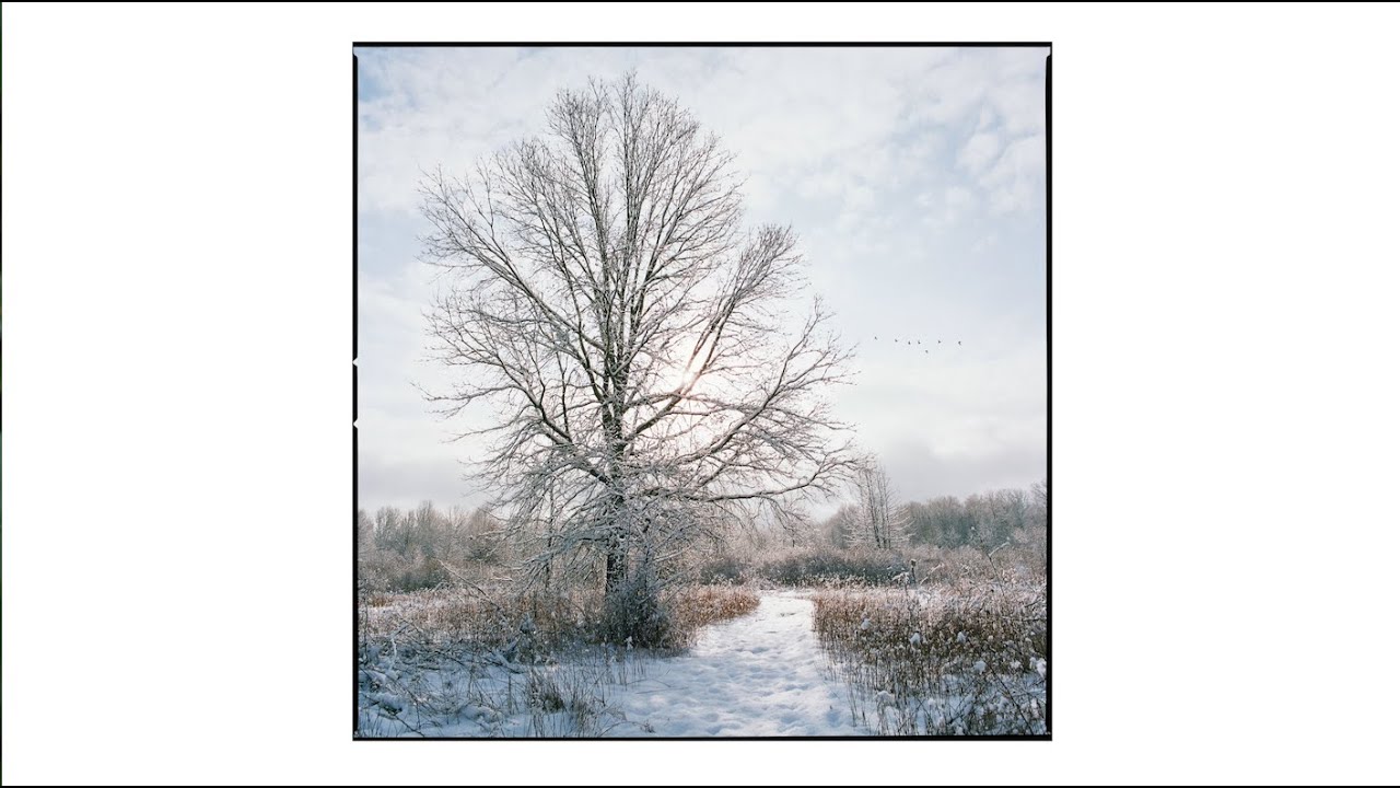 Snow Day: Hasselblad 503cx + Kodak Tri-X & Portra 400