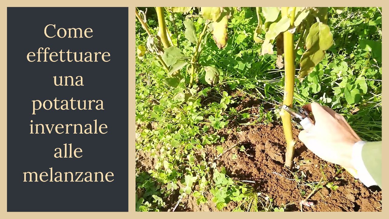 Potatura melanzane invernale