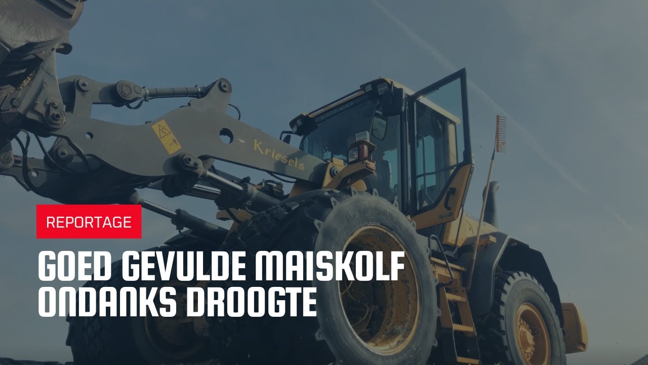 Goed gevulde maiskolf ondanks droogte