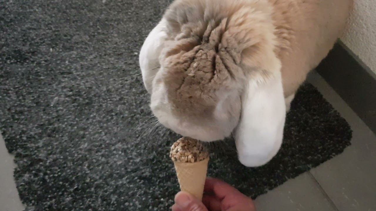 French Lop Ear Bunny Fransje eating a Rabbit Icecream.