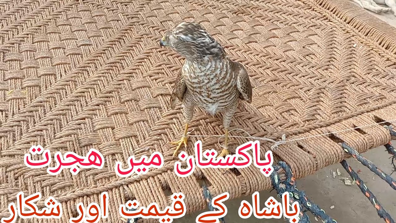 Hunt Birds tv Sparrow Hawk Bird