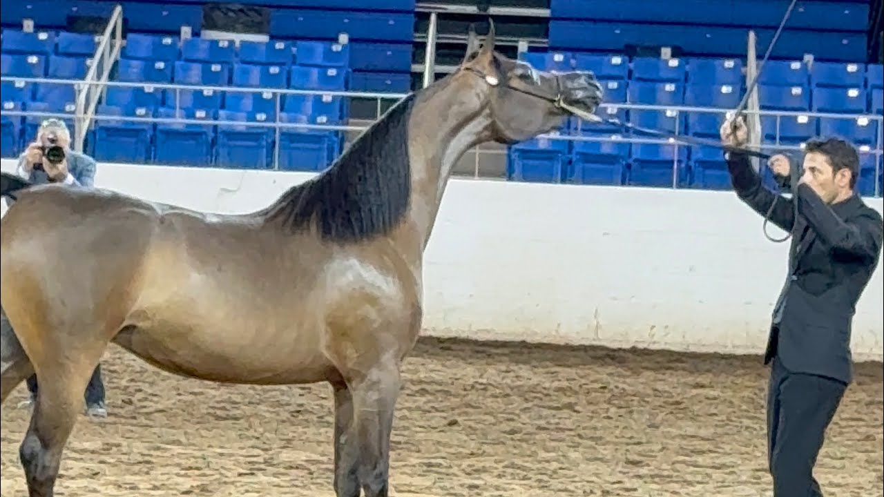 فلوق وظيفتي في مربط خيل في امريكا 🇺🇸🐎