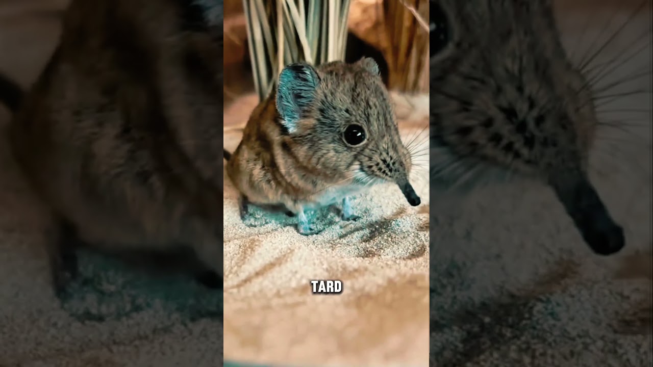 Cet animal minuscule peut mourir en quelques heures&hellip; #animaux