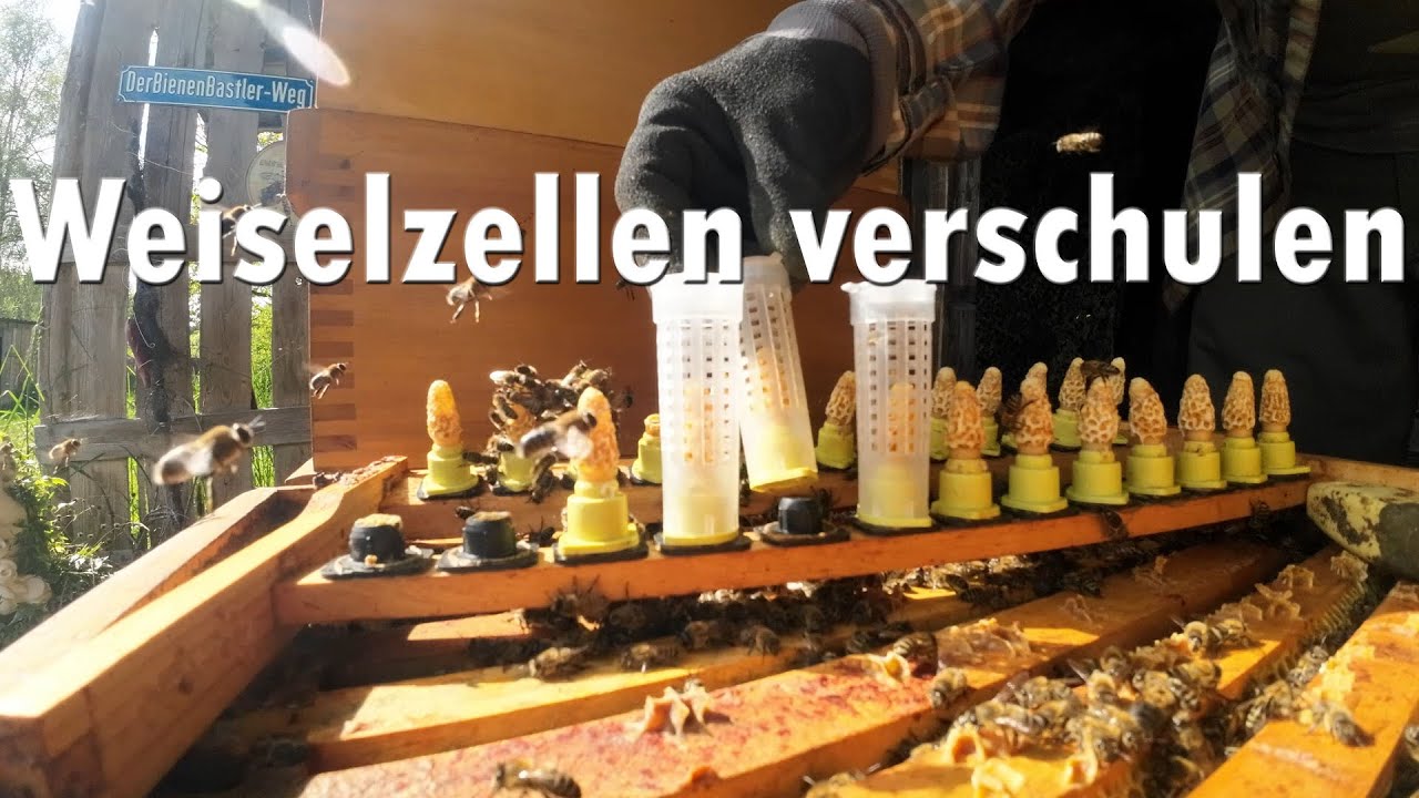 Weiselzellen verschulen !