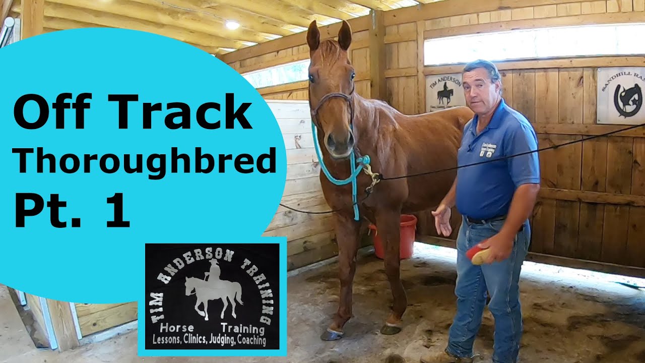 Off Track Thoroughbred First Ride. Bit his owner Part 1