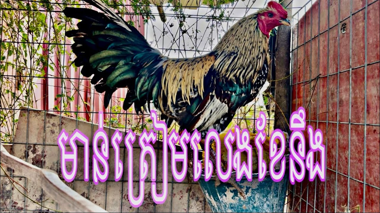Part 51, មាន់ត្រៀមលេងខែនឹង#chicken 
