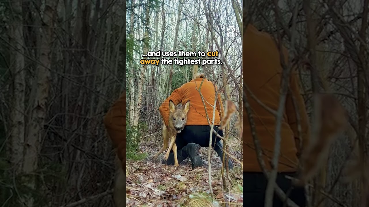 Terrified deer saved by heroic woman 👏