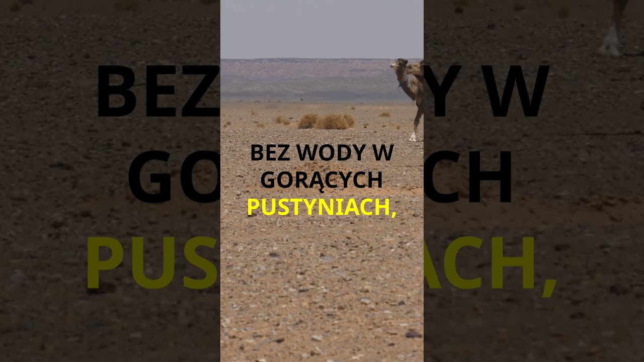 Ekstremofile: Zwierzęta Niezniszczalne!
