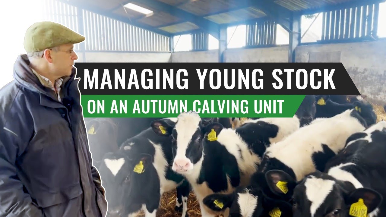 Managing Young Stock on an Autumn Calving Unit – Robin Blatchford, England