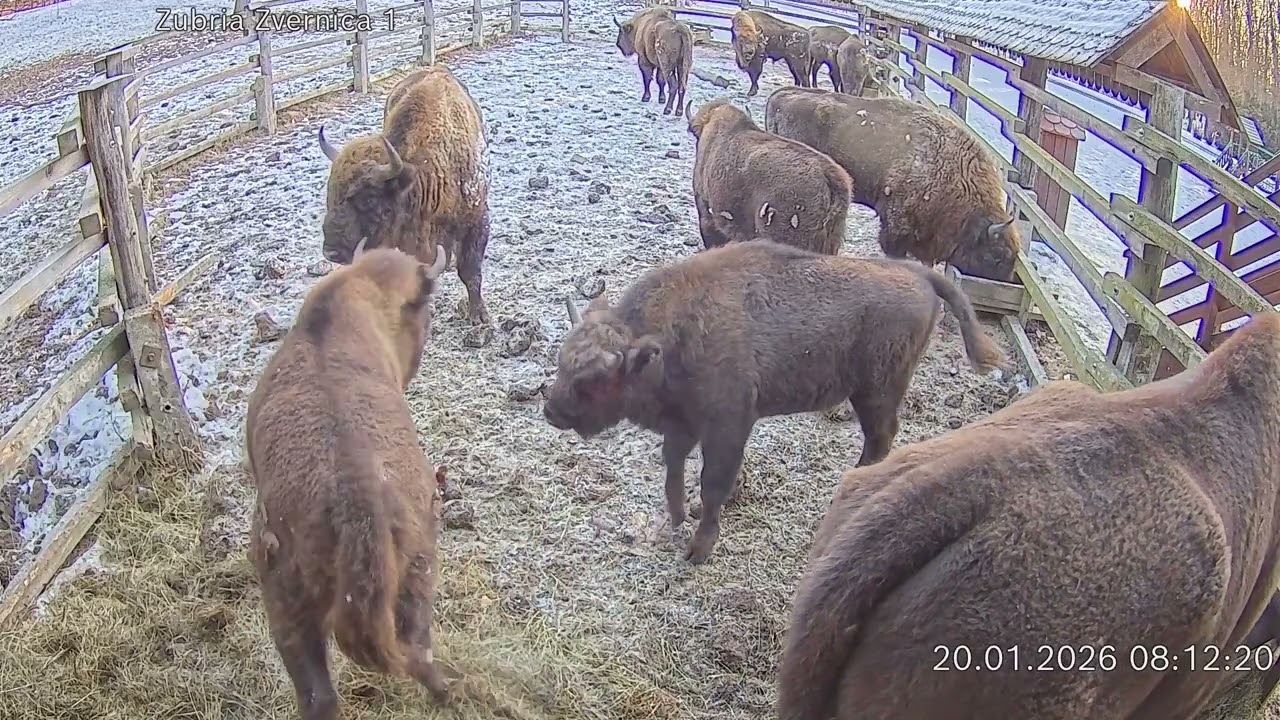 Zubria zvernica (cam212) 20.01.2026 o 08:15