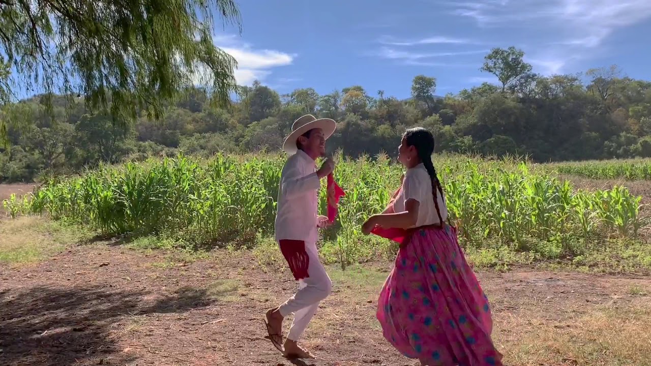 PALOMO MIAHUATECO: MIAHUATLÁN DE PORFIRIO DÍAZ, GUELAGUETZA VIRTUAL 2020