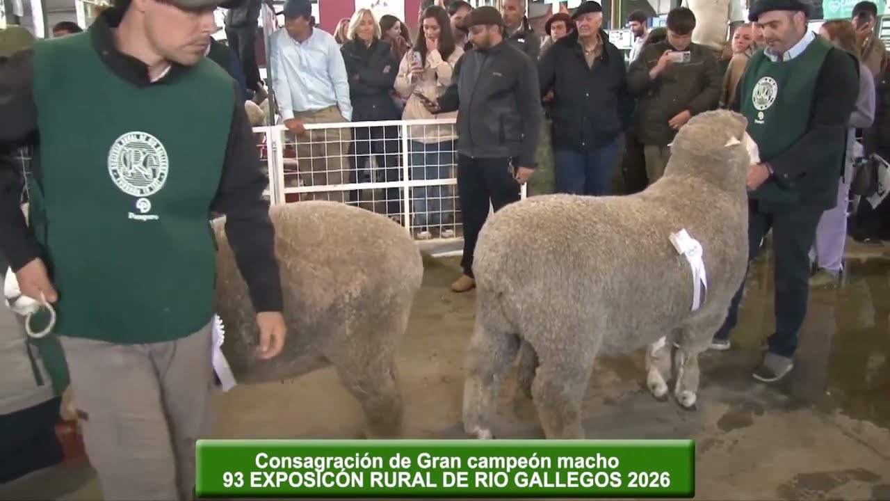 CONSAGRACION GRAN CAMPEÓN CORRIEDALE 2026. NI LA LLUVIA PUDO DETENER LA JURA, NI EL STREAMING-