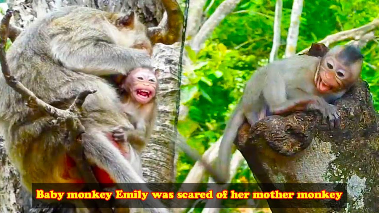 The angry mother monkey hit Emily, making her very painful and pitiful!