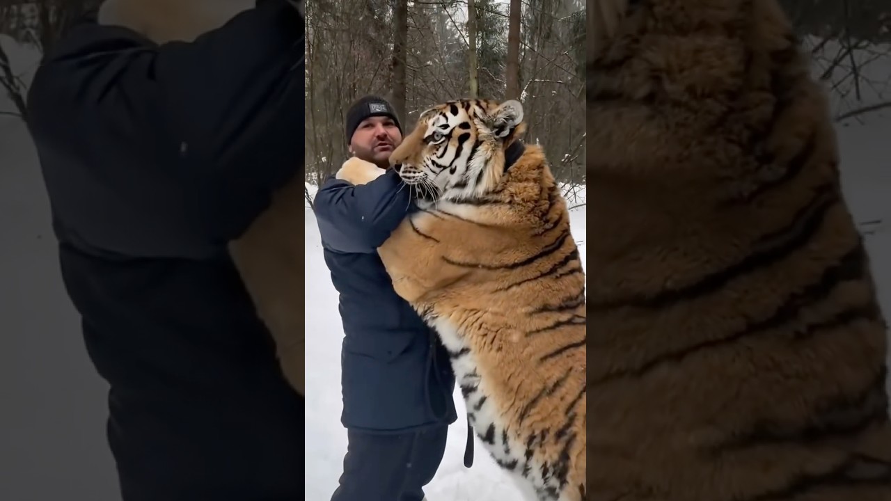 Сибирские тигры боятся только одного