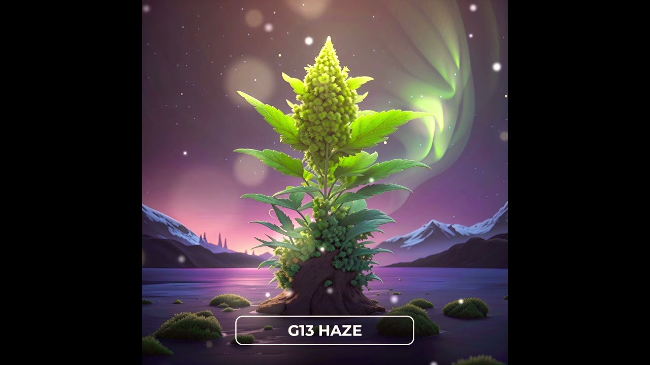 𝗚𝟭𝟯 𝗛𝗮𝘇𝗲
