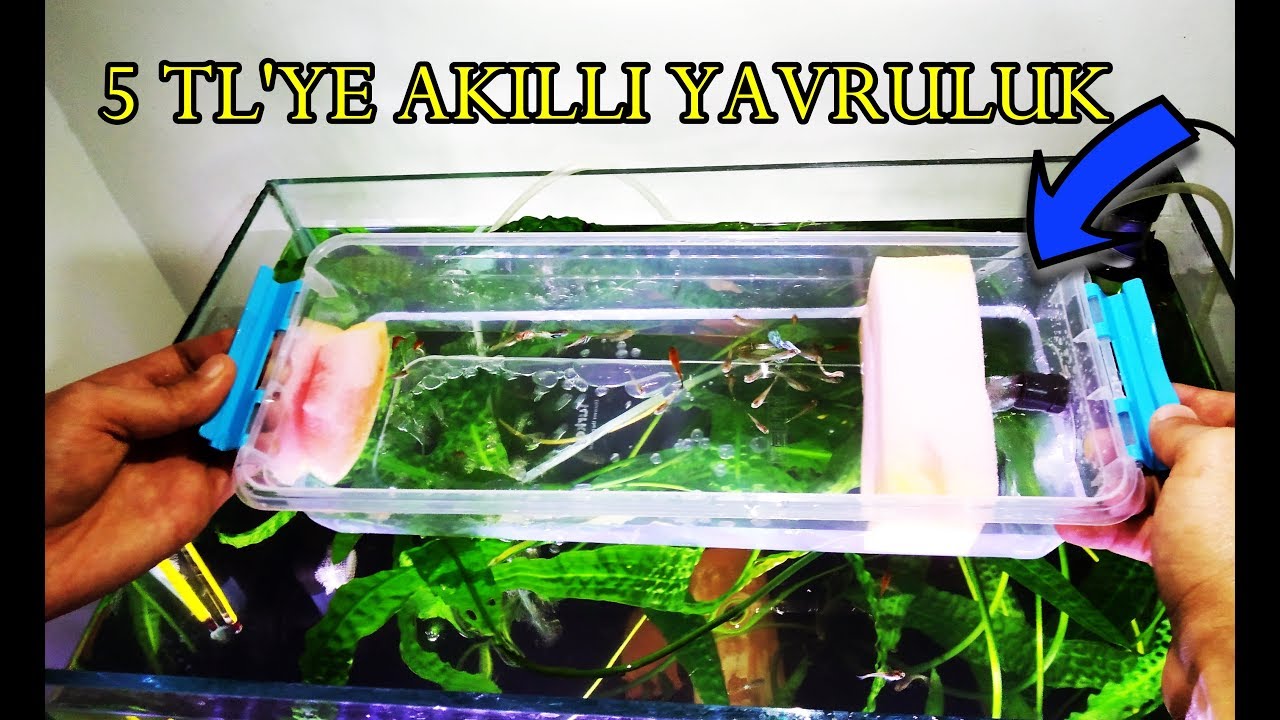 Saklama Kabından Filtreli Yavruluk Yapımı |DIY FİSH BREEDER BOX
