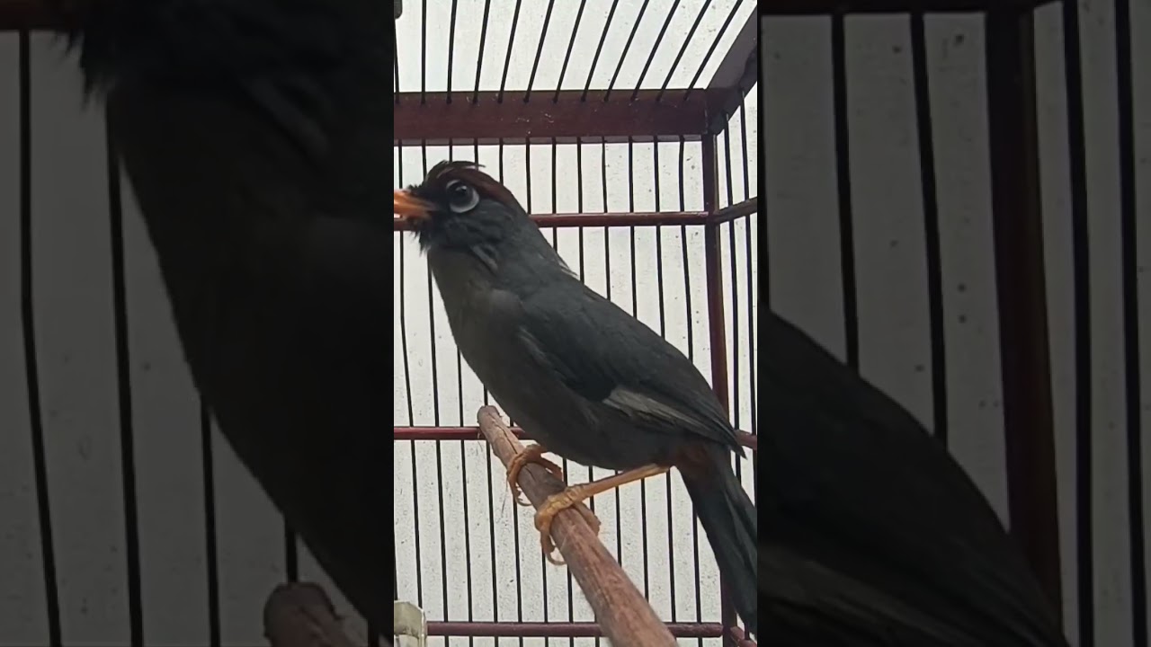 kicau poksay Mandarin gacor ampuh buat pancingan #burung #poksaymandarin #poksaygacor