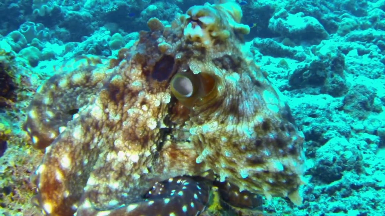 Octopus