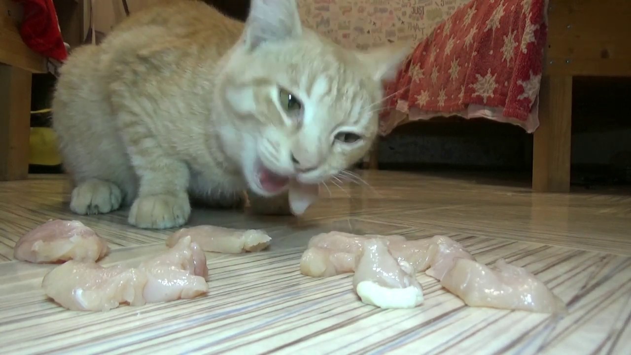 ASMR CAT video eating sounds Cat eats chicken brisket ASMR triggers sleep relax