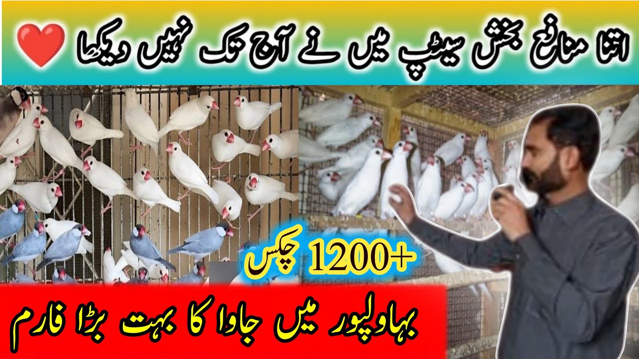Biggest Java finch/Sparrow Breeding Farm In Bahawalpur Pakistan | fawn java silver java | white java