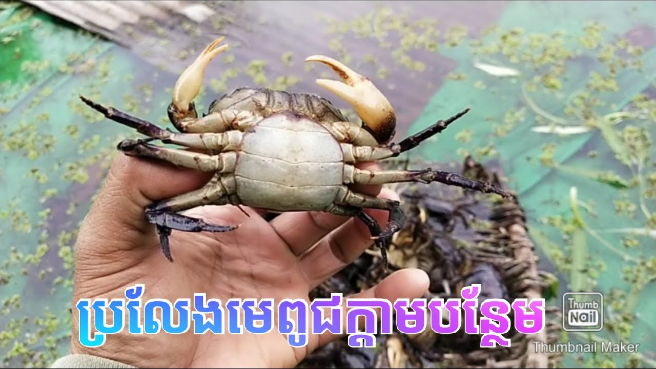 ប្រលែងមេពូជក្តាមបន្ថែម