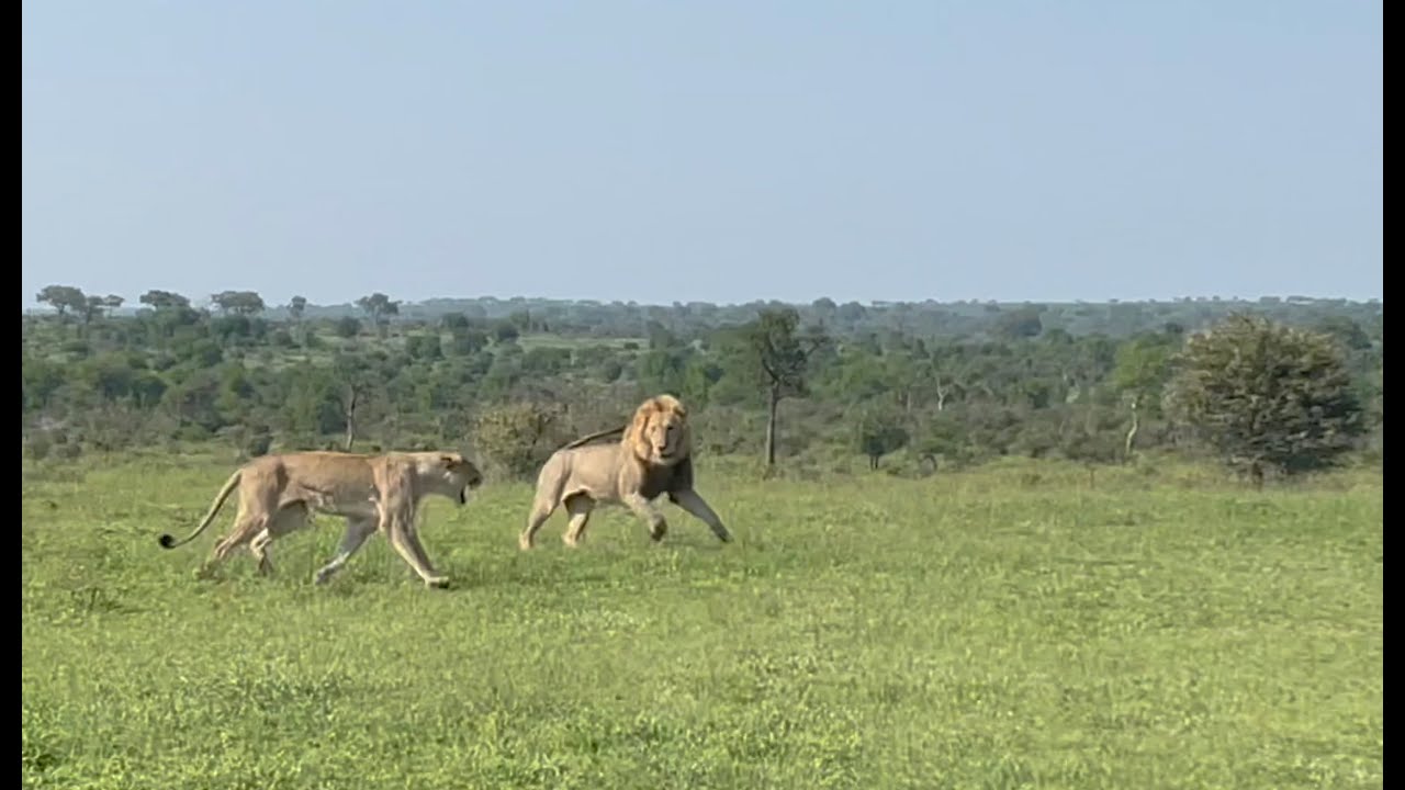 The start of a LION PRIDE TAKE-OVER. The Ndhzenga males and the Kambula pride