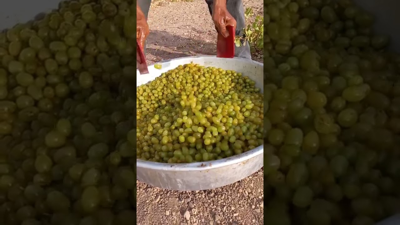 Belören'de bir üzüm hikayesi
