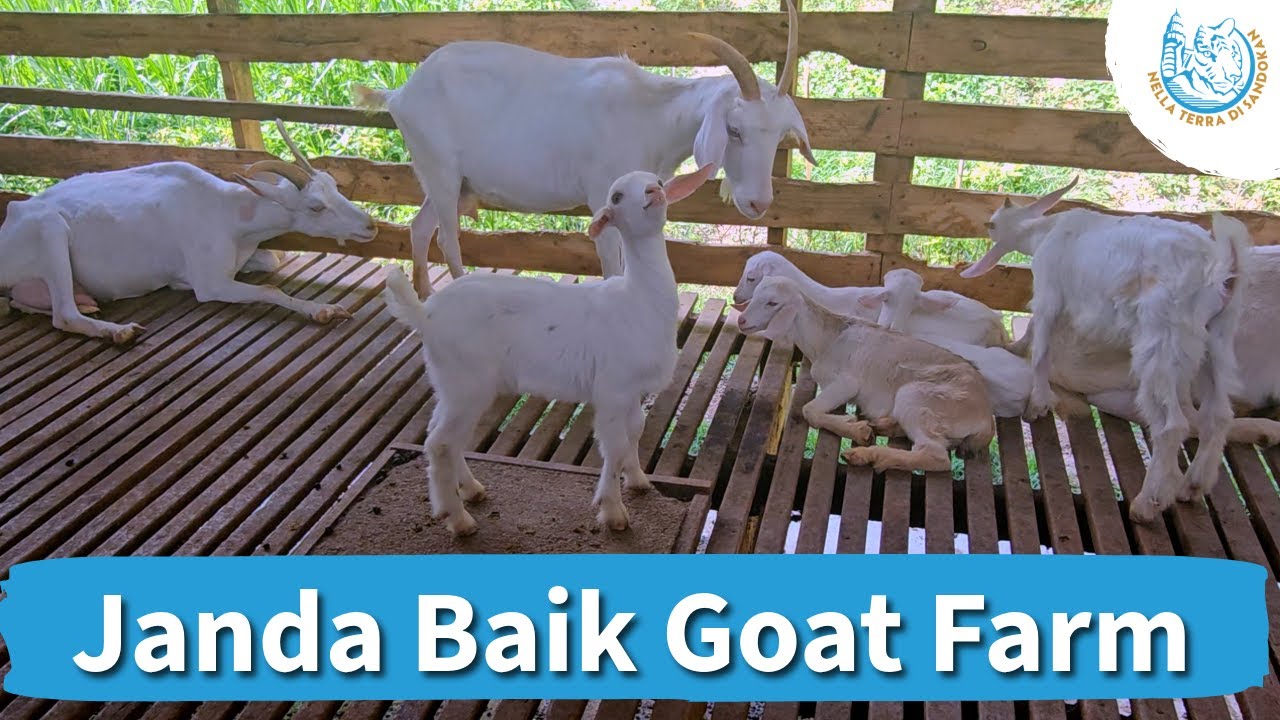 Janda Baik Goat Farm: come funziona un vero allevamento di capre in Malesia