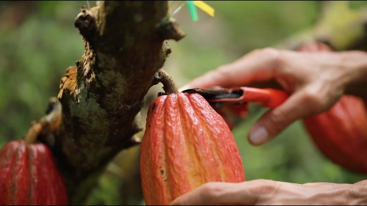 Magazín de Cacao