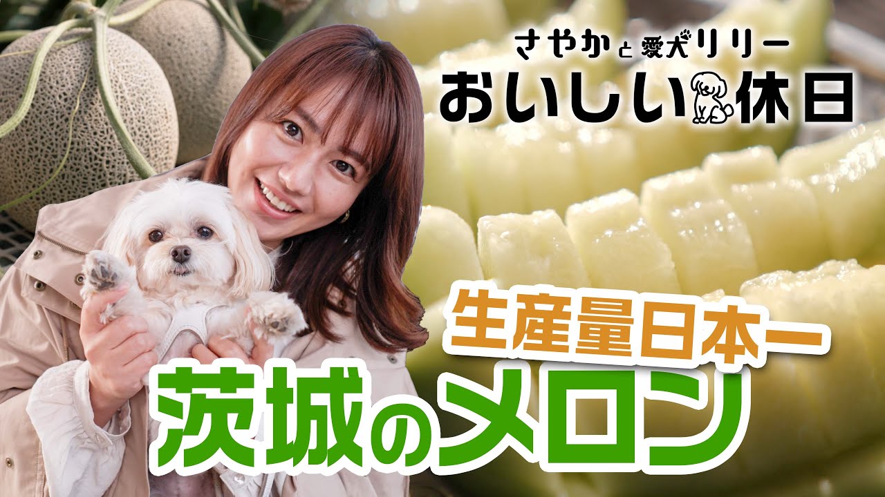 【さやかと愛犬リリーおいしい休日】磯山さやかが鉾田市でメロン狩り