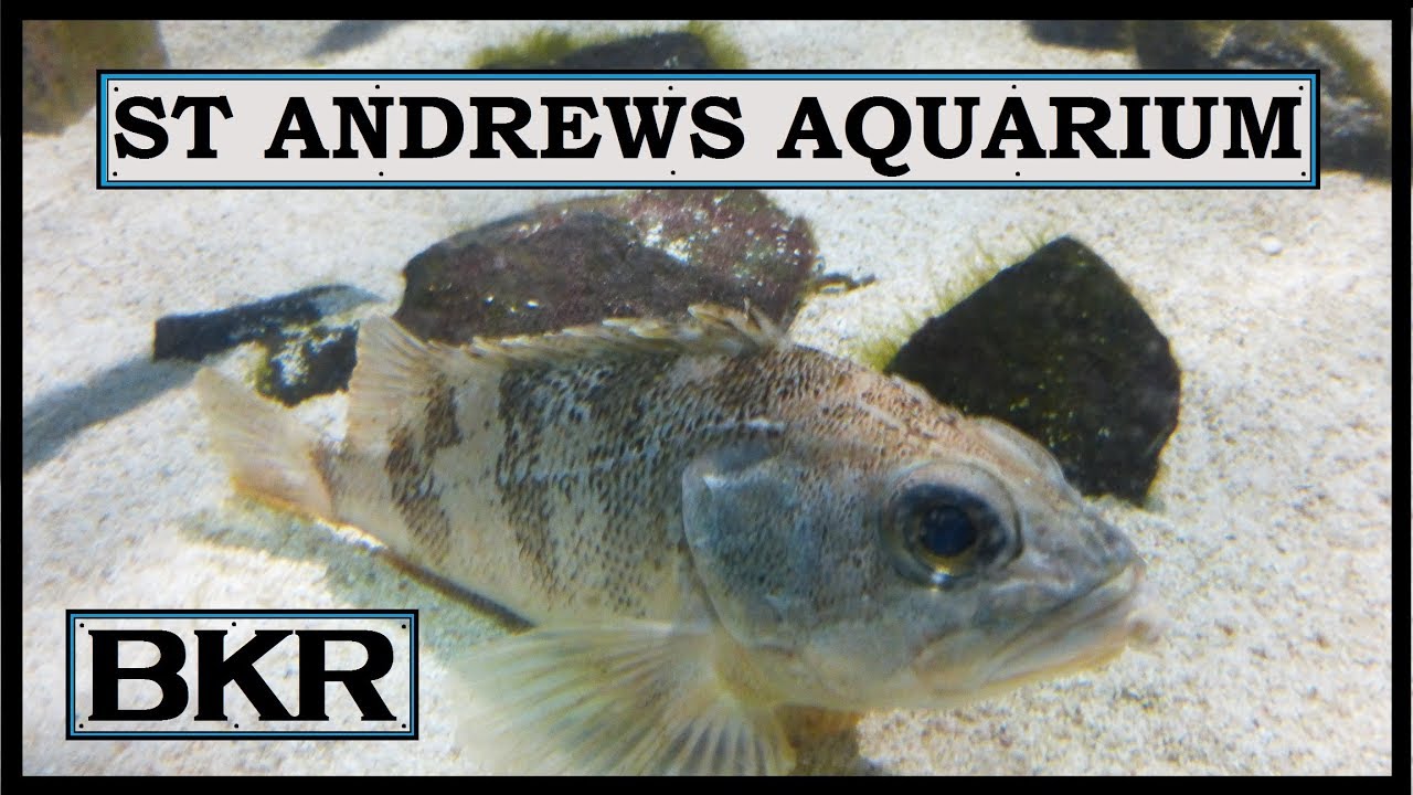 St Andrews Aquarium - Scotland