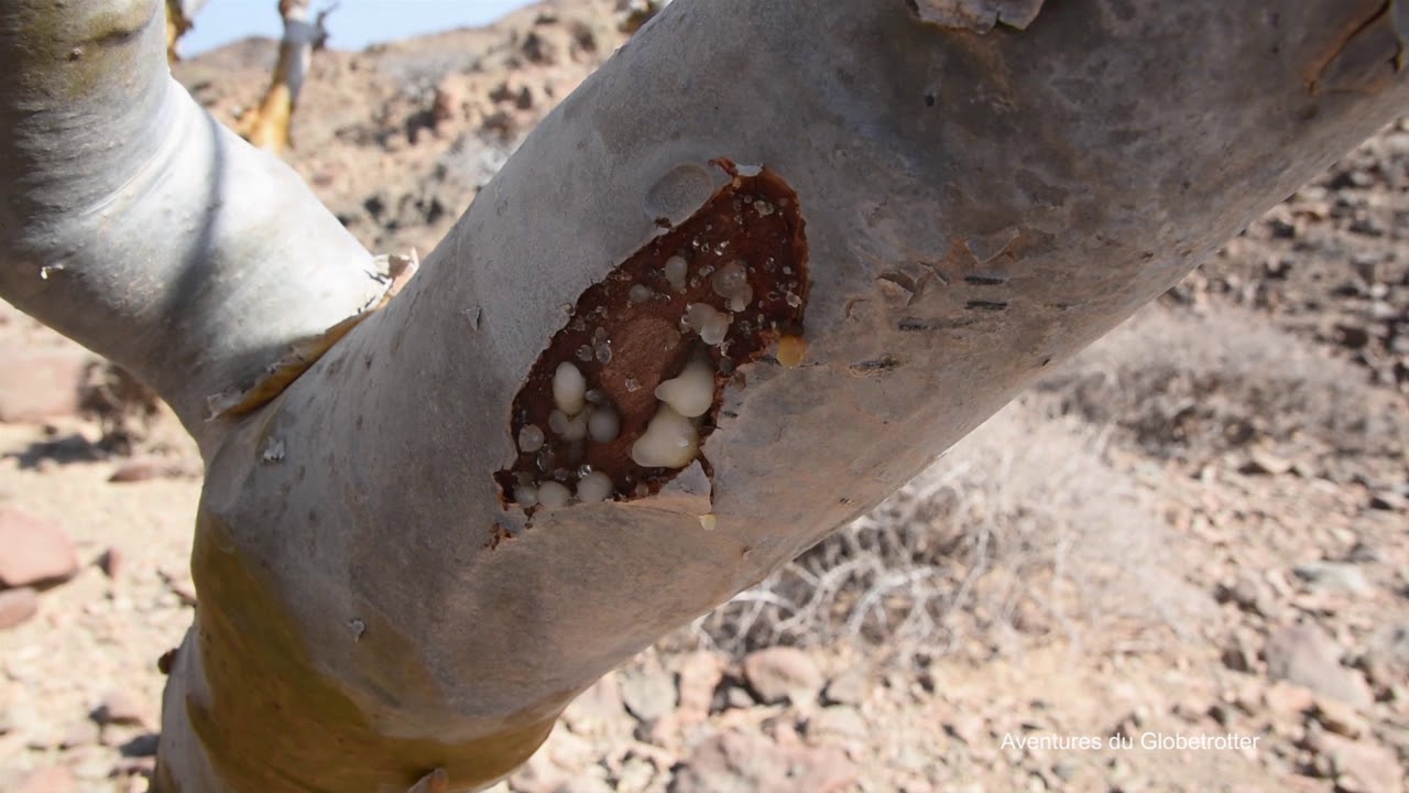 Recolte encens au Sultanat d'Oman