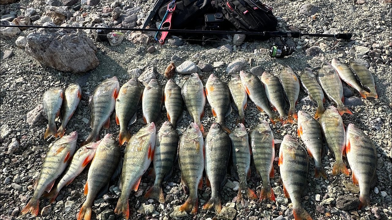 Tatlı Su Levreği / Perch Fishing 