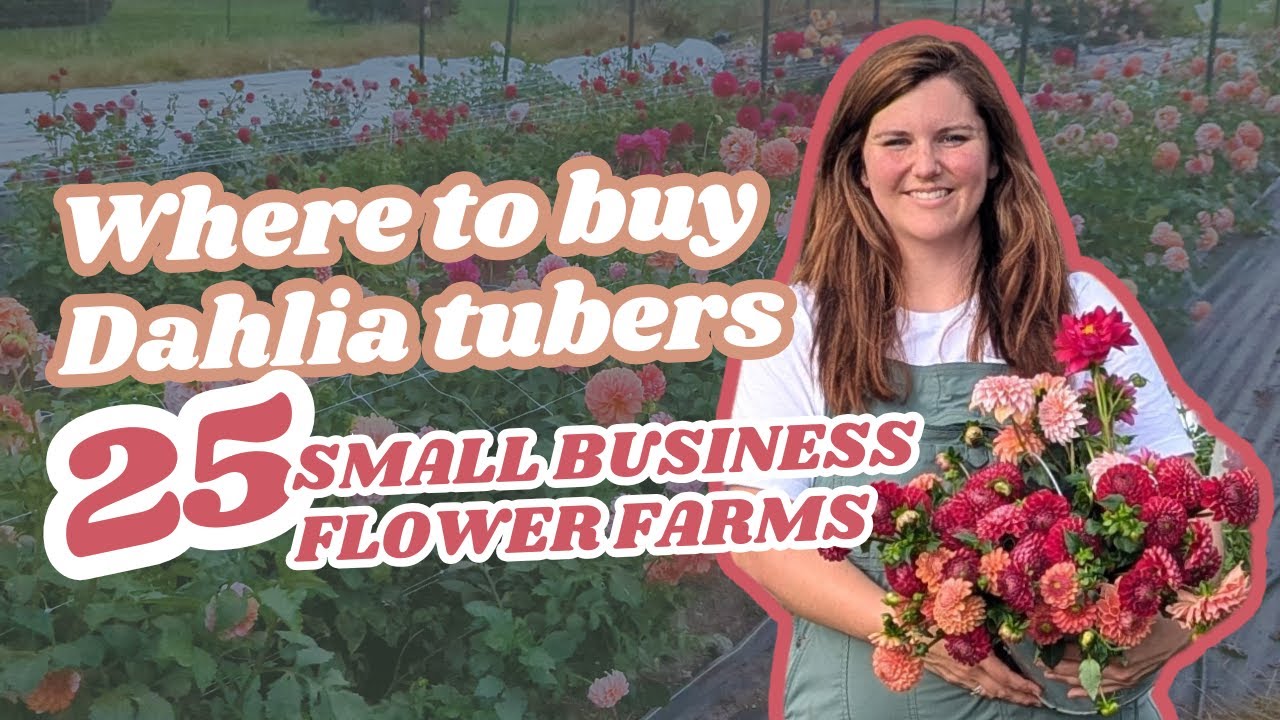 25 Flower Farms to Buy Dahlia Tubers / Where to Buy Specialty Dahlia Tubers