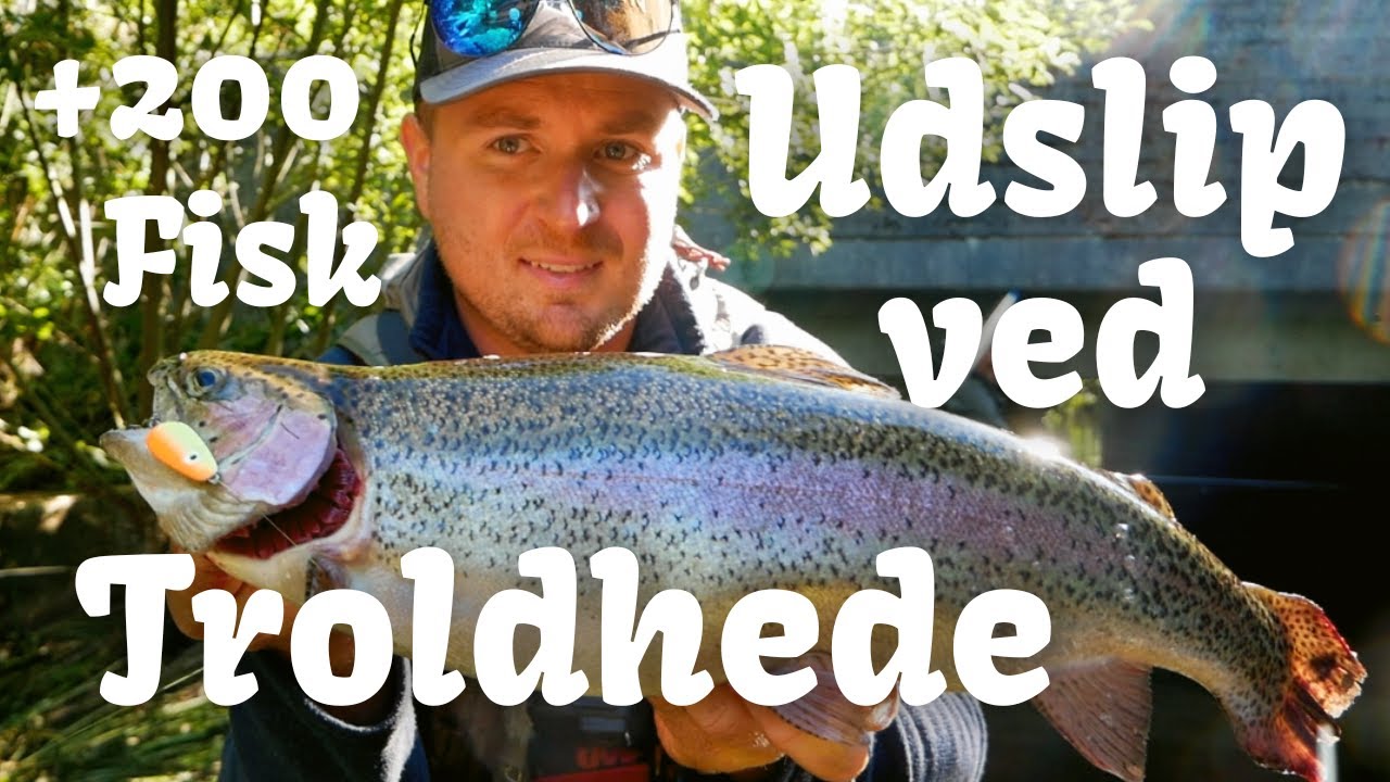 Kæmpe Udslip Ved Troldhede/Kulsøen: Vi Fanger +200 ørreder på UL!