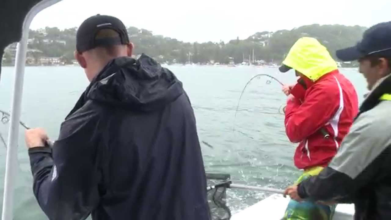 Fish & Hunt Kingfish Pittwater