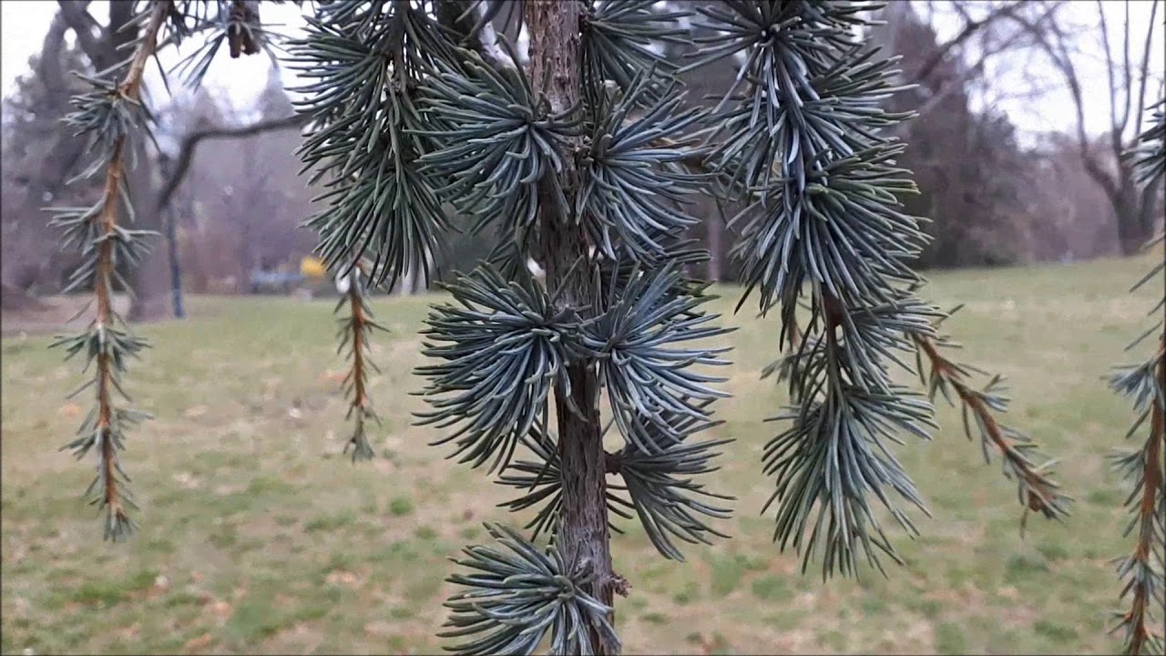 Gehölzkunde-Rundgang im Türkenschanzpark - Teil4