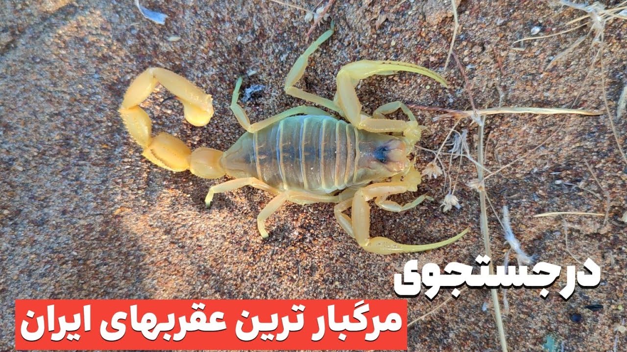 در جستجوی عقرب گادیم و شوش ، خطرناکترین عقربهای ایران