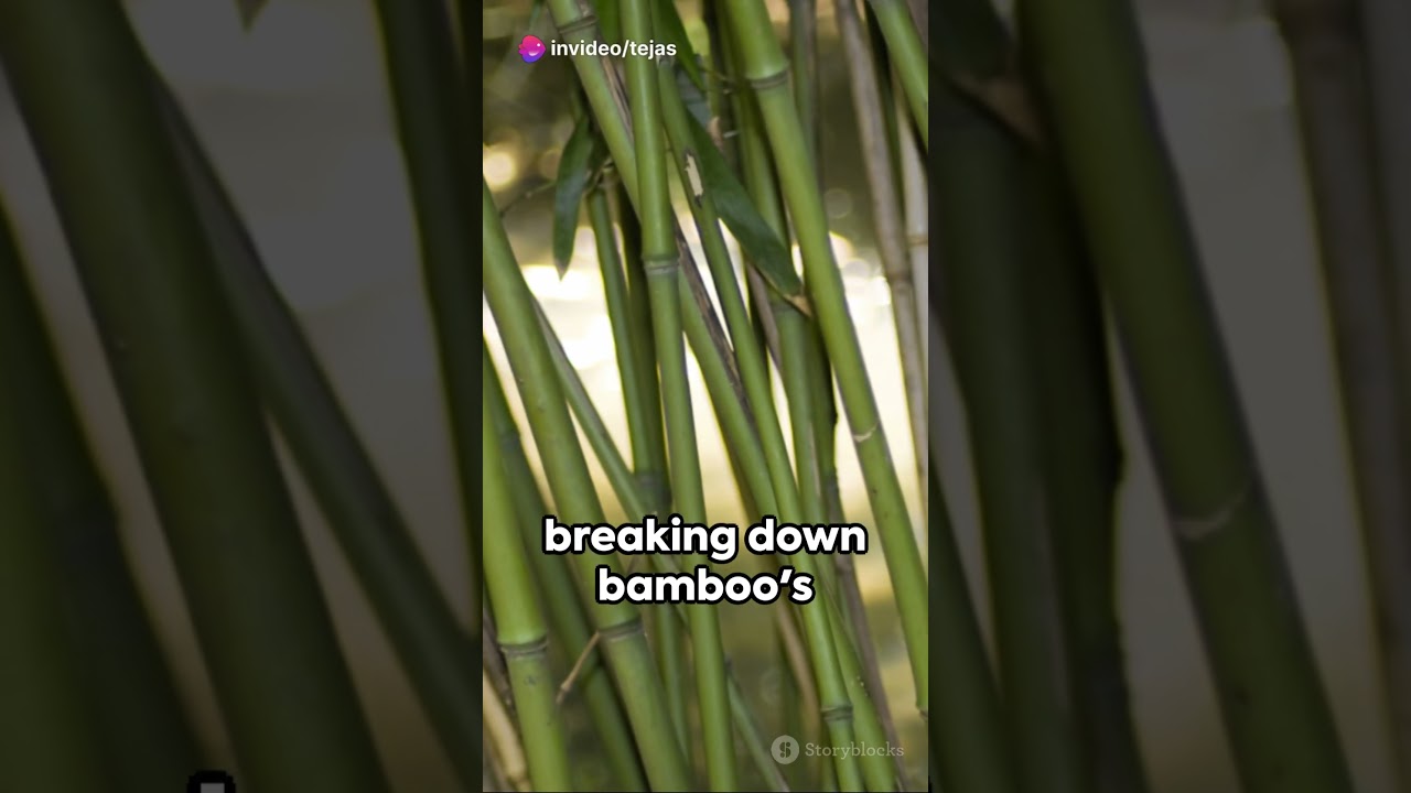 Bamboo  The Green Gold of Ethanol Industry #bambooplantation#bio-ethanol