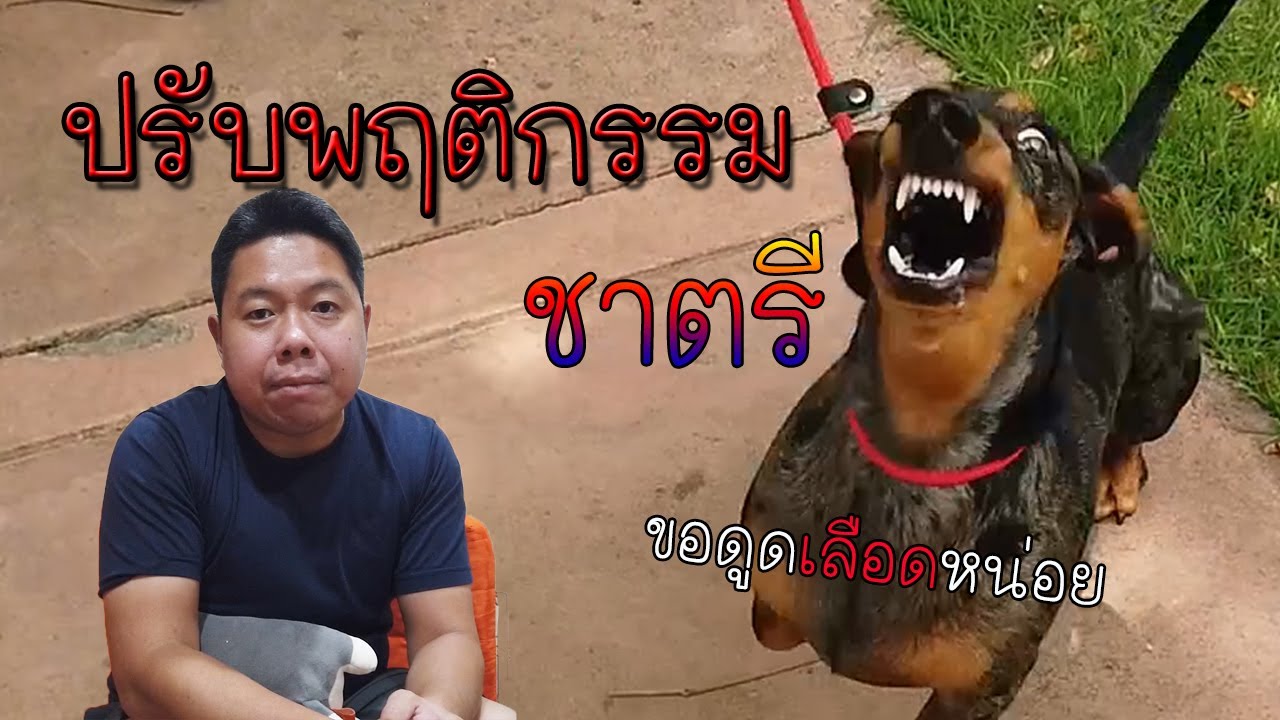 ปรับพฤติกรรมสุนัข (ชาตรี)