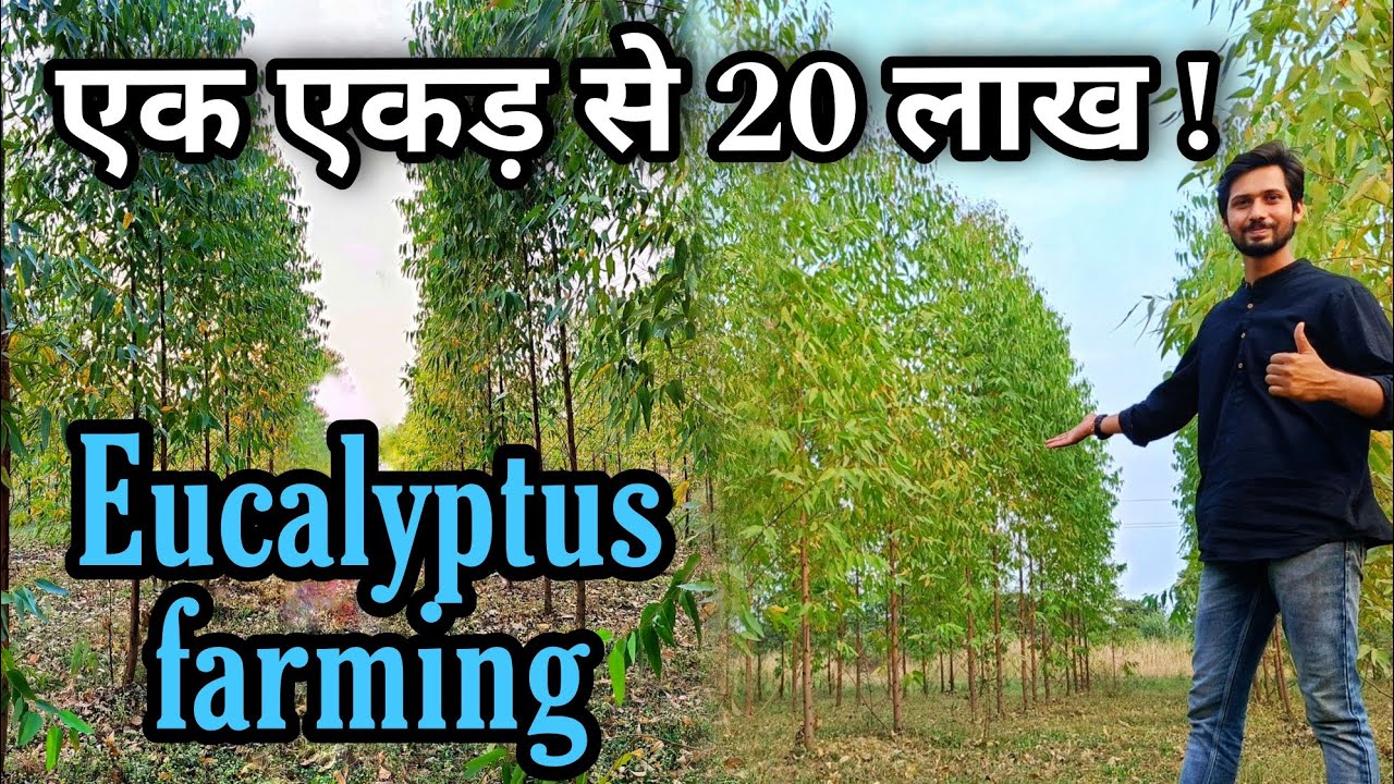 नीलगिरी (सफेदा) की खेती कैसे करें ? Eucalyptus farming kaise karen ? ek acre se 20 lakh ki selling