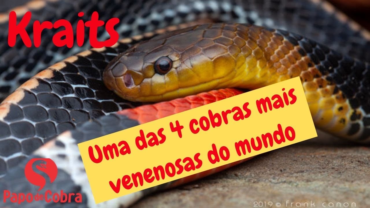 Kraits asiáticas (Bungarus) | Cobras do Mundo | Papo de Cobra
