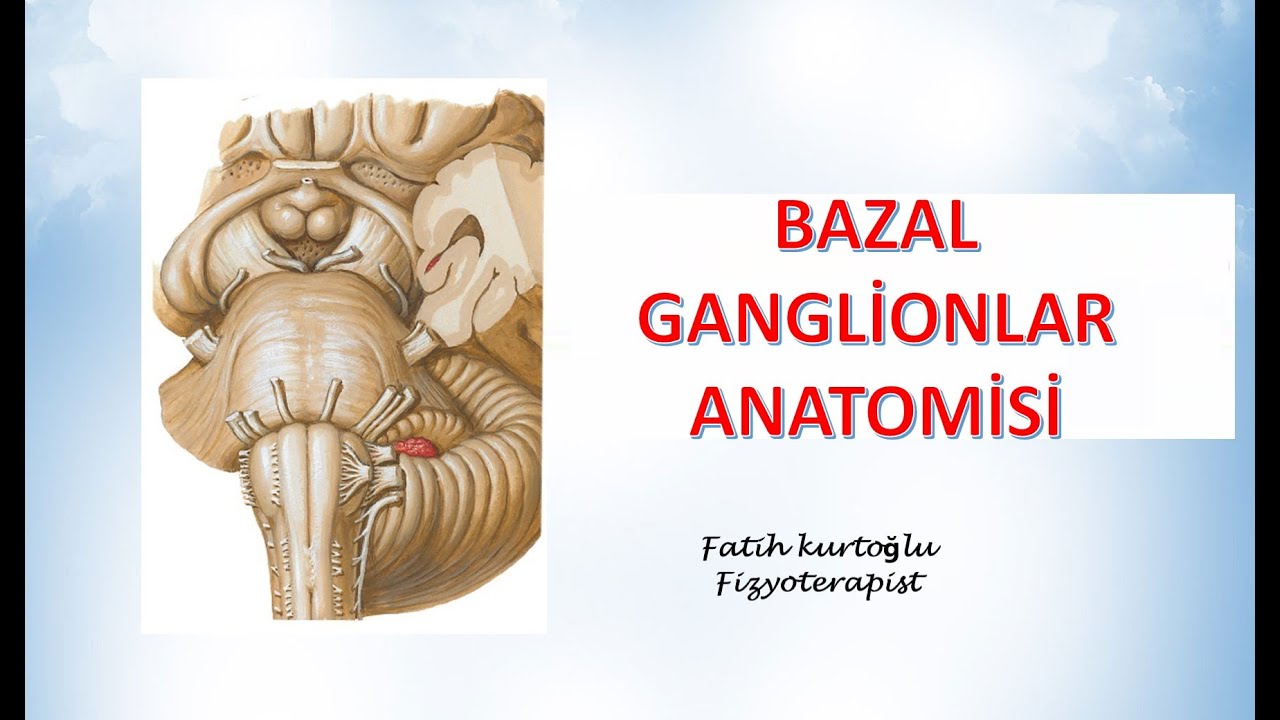 Bazal Ganglionlar  | Neuroanatomy | Nöroanatomi Konu Anlatımı -27