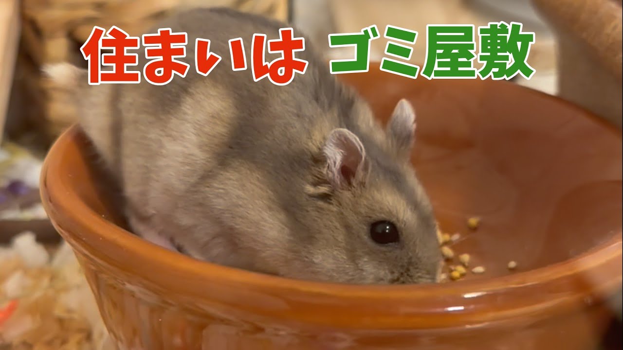 【ハムスターケージ紹介】ゴミ屋敷？と思いきや、実は最高に快適な家でした