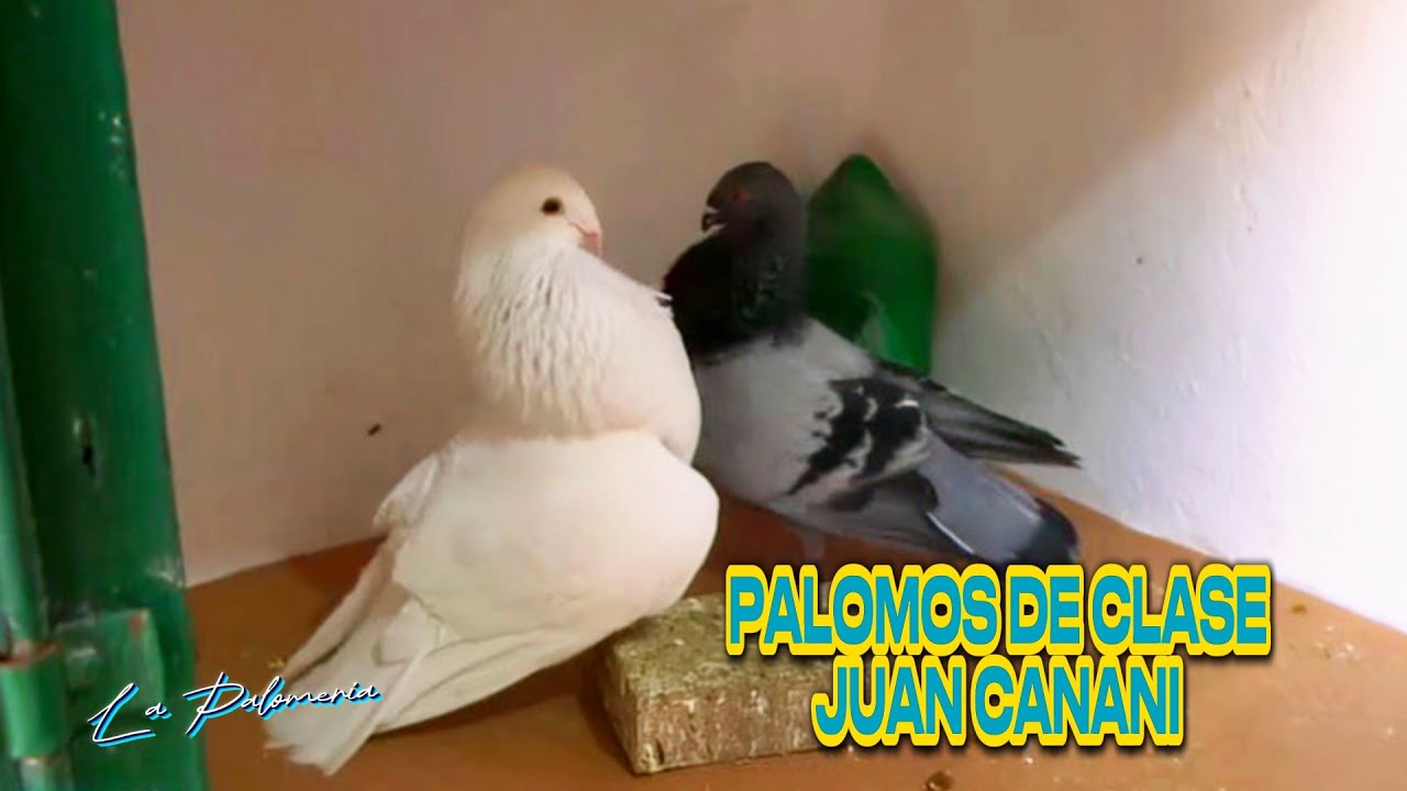 Palomos de Clase | Juan Canani